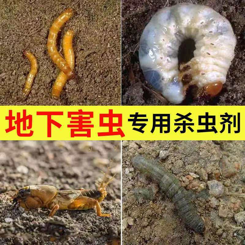地下害虫药辛硫磷颗粒杀地老虎骷髅蜈蚣马陆千足虫土壤害虫杀虫剂