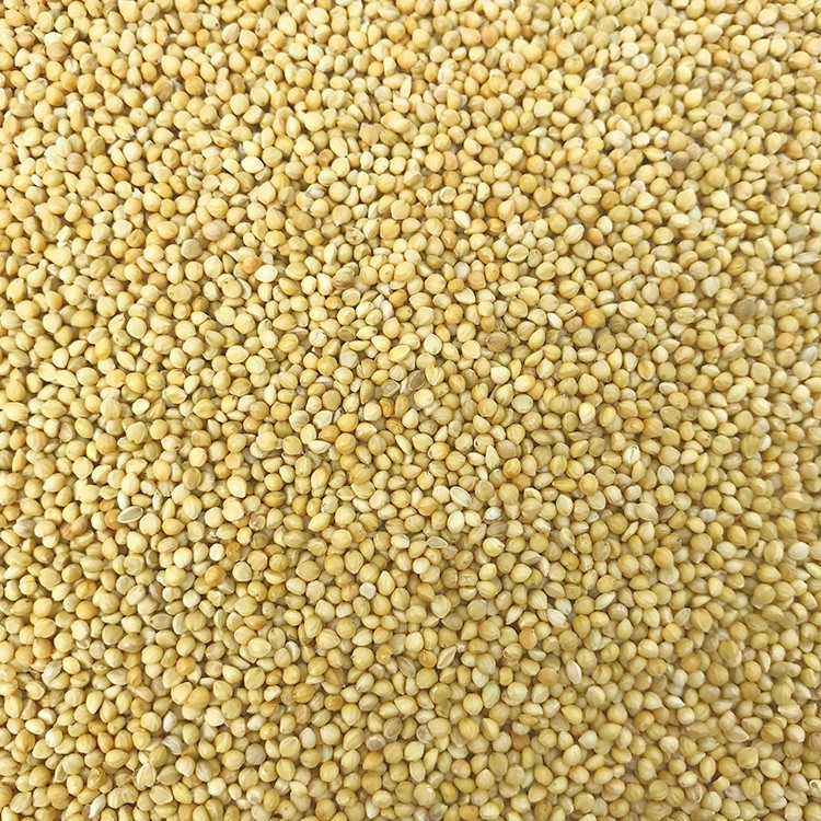 黄谷子带壳小米虎皮玄凤牡丹鹦鹉