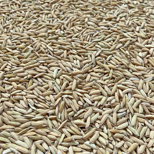 带壳大米稻谷水稻鹦鹉零食