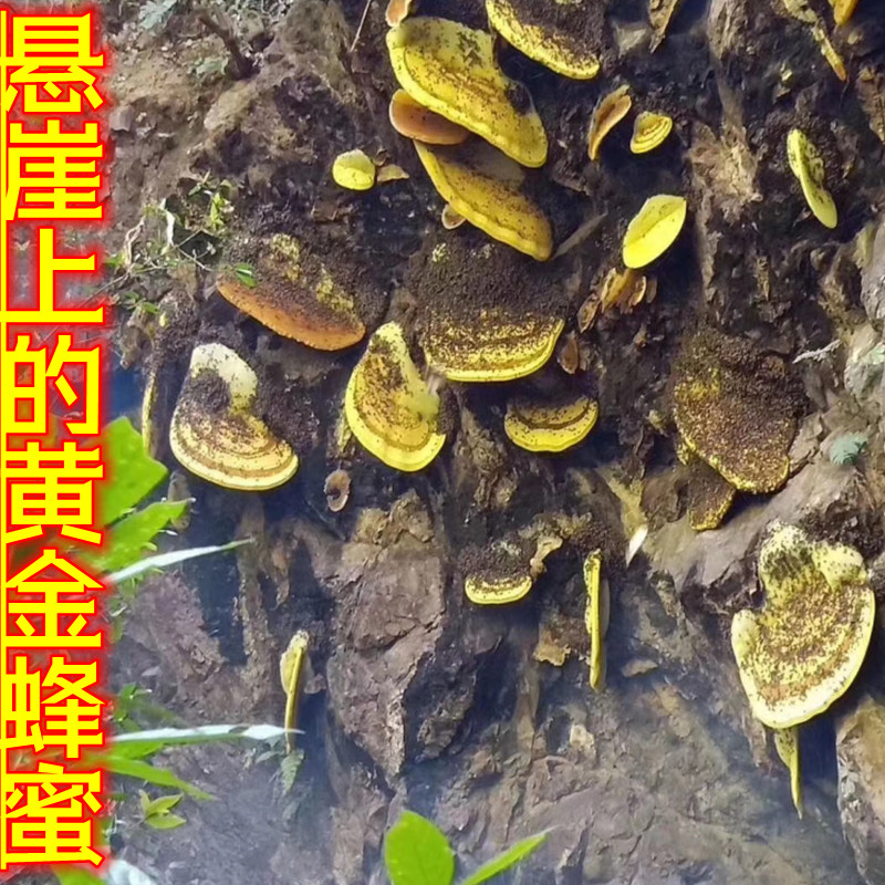 云南纯野生高山纯天然悬崖蜂巢蜜食用级岩蜜孕妇宝宝嚼着吃百花蜜