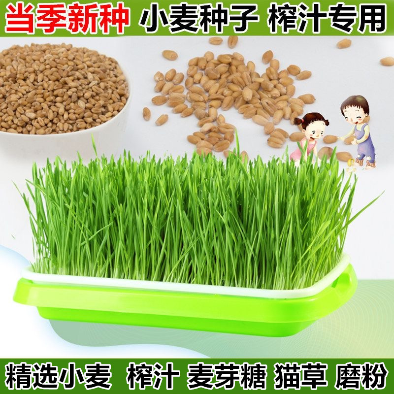 小麦种子猫草盆育苗盘栽无土栽培麦芽糖水培蔬菜芽苗菜麦苗种榨汁