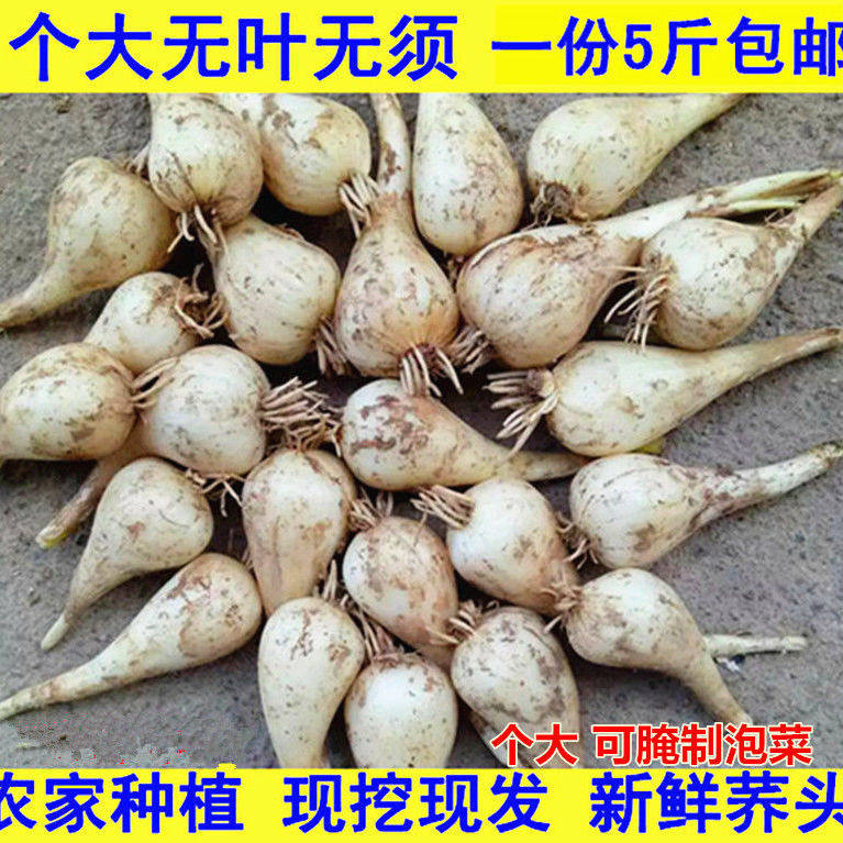 茭头新鲜现挖精选 藠头江西农家自种新鲜大荞头叫头5斤包邮