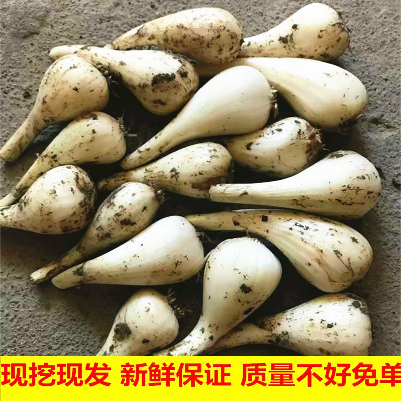 新鲜无叶荞头生茭头藠头酸乔头叫头爵头教头葱头酸辣桥头3斤包邮