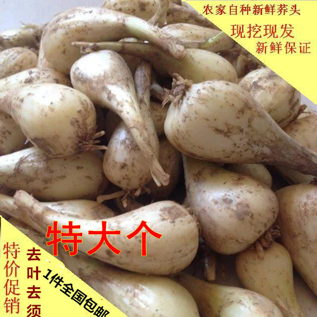 精选大个茭头新鲜荞头藠头泡菜茭头蔬菜教头叫头葱头5斤包邮