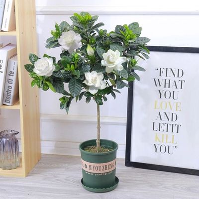 栀子花室内室外阳台春秋