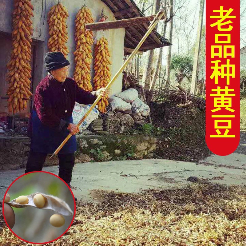 新货笨黄豆老品种土黄豆纯农家自黄豆