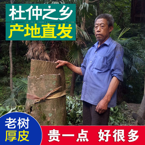 杜仲 略阳老树杜仲皮秦岭厚皮可泡茶泡酒 磨粉请留言包邮500g