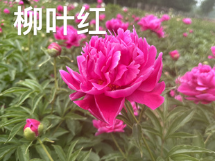 柳叶红 山东菏泽重瓣芍药花苗种苗带盆带土发货