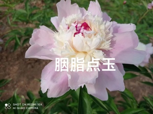 胭脂点玉芍药种苗花苗地栽盆栽庭院种植裸根带防伪吊牌对版发货
