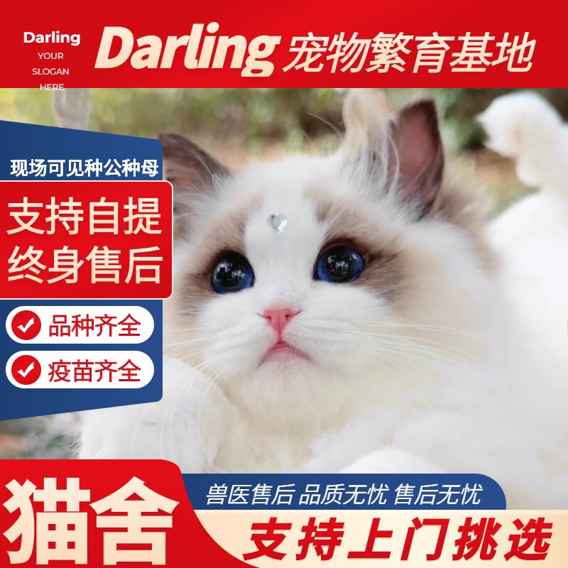 【汕尾猫舍】布偶猫幼猫蓝双海双