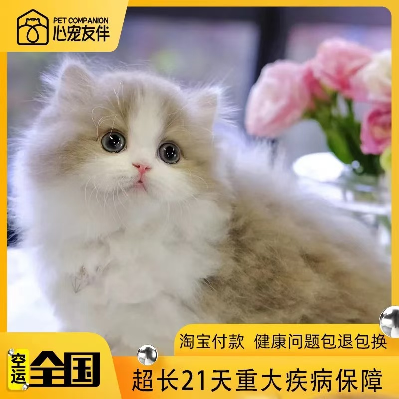 【珠海猫舍】乳白短腿猫纯种曼基
