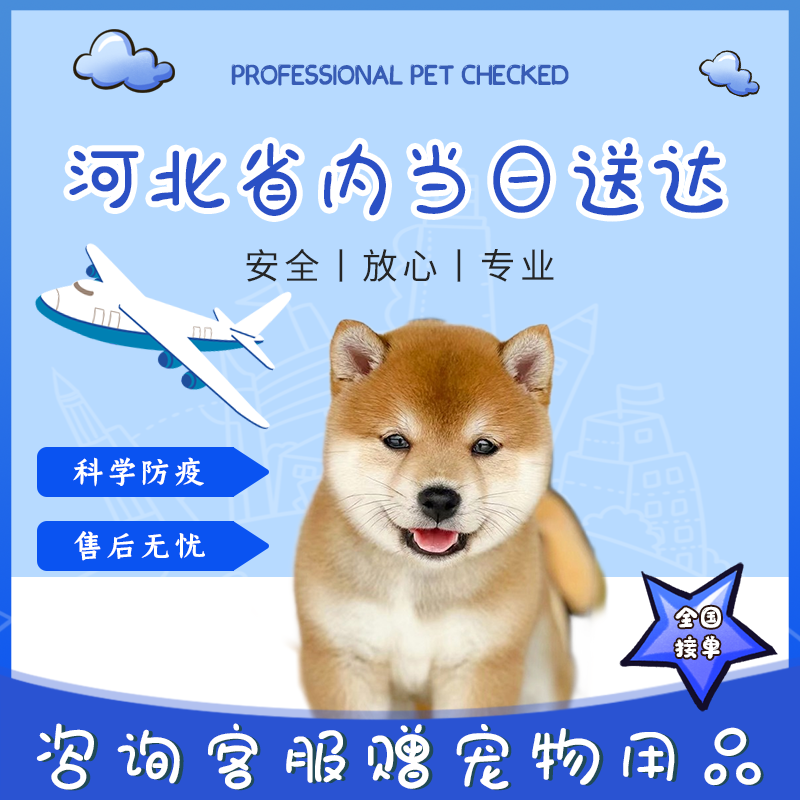 柴犬幼犬純種豆柴寵物狗日本柴犬