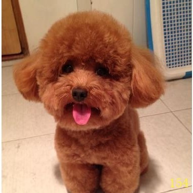 唐山泰迪犬幼犬灰色泰迪活體紅棕