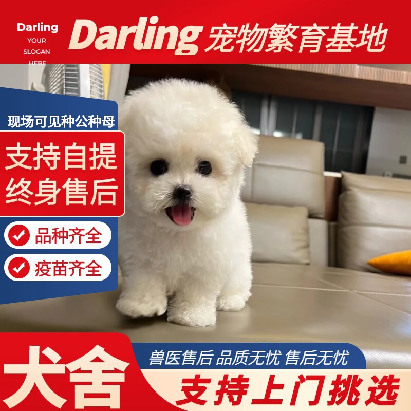 【天津犬舍】纯种比熊幼犬活体真