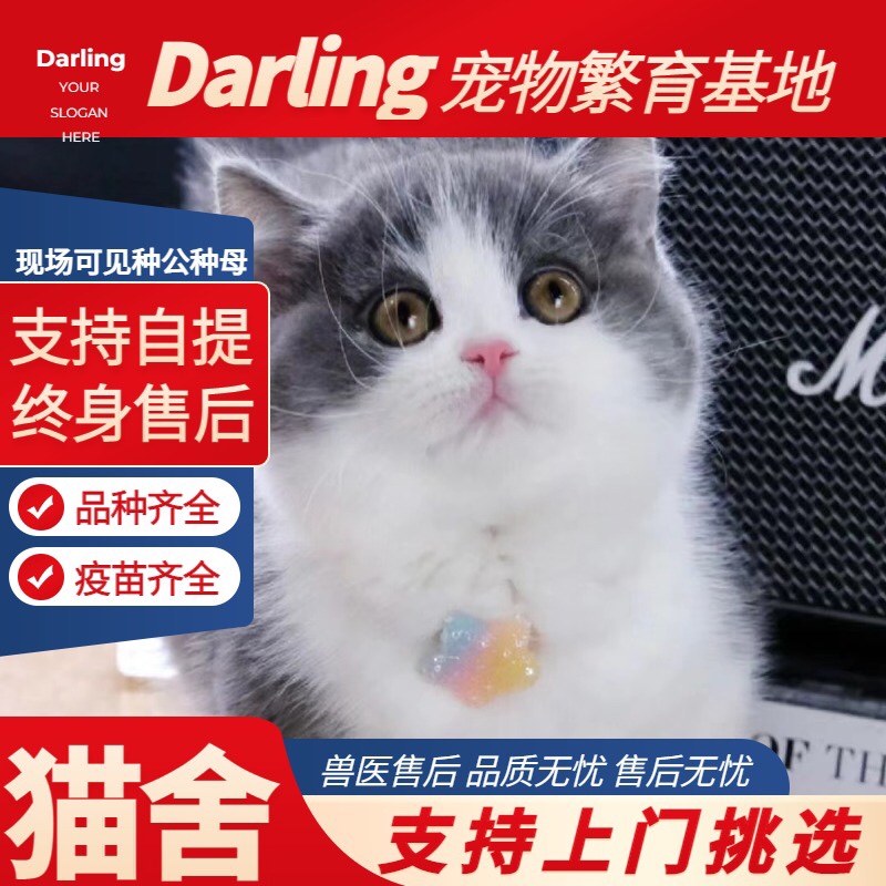 【珠海猫舍】英短蓝白矮脚猫曼基