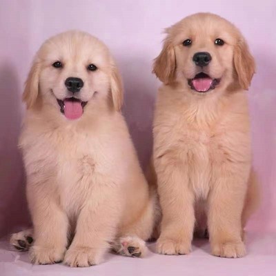 泰州纯种金毛幼犬赛级金毛犬导盲