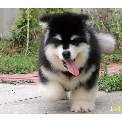 保定阿拉斯加纯种幼犬巨型阿拉斯