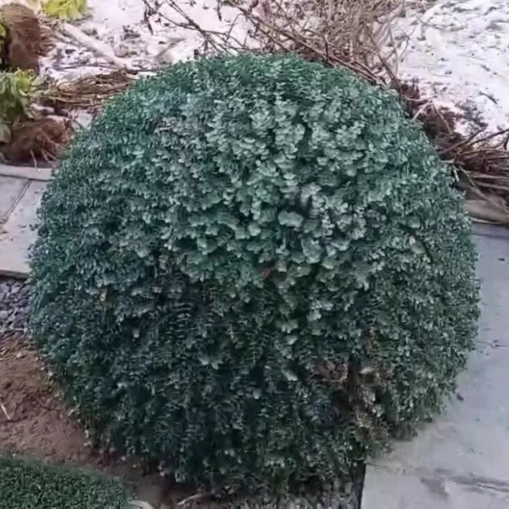 户外绿植井盖遮挡遮丑装饰品绿植图片