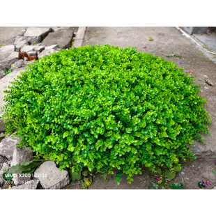 井盖遮挡垫露天室外下水窨井盖遮丑装 饰品圆形长方形尤加利草