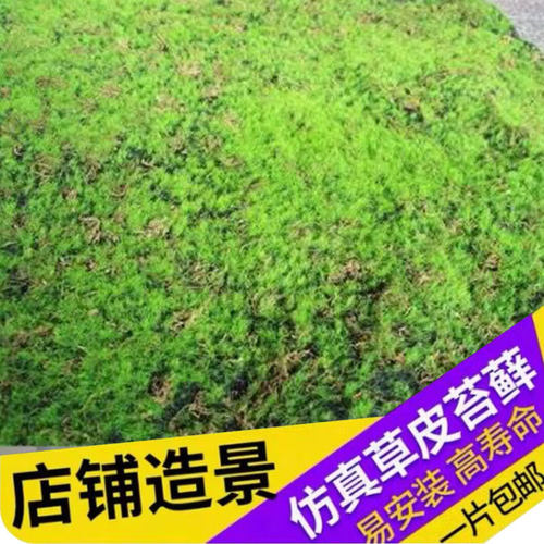 仿真苔藓植物墙草坪青苔盆景造景