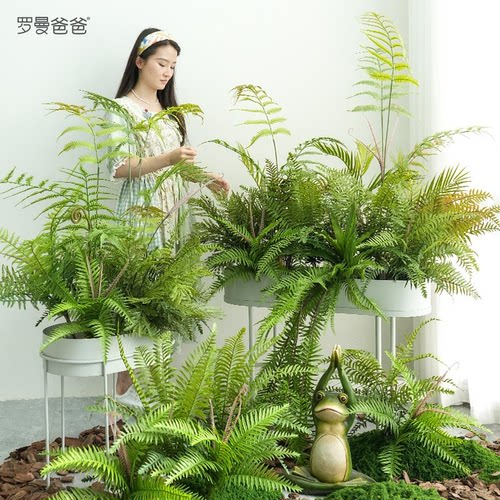大束仿真植物手感蕨类蕨草波斯草