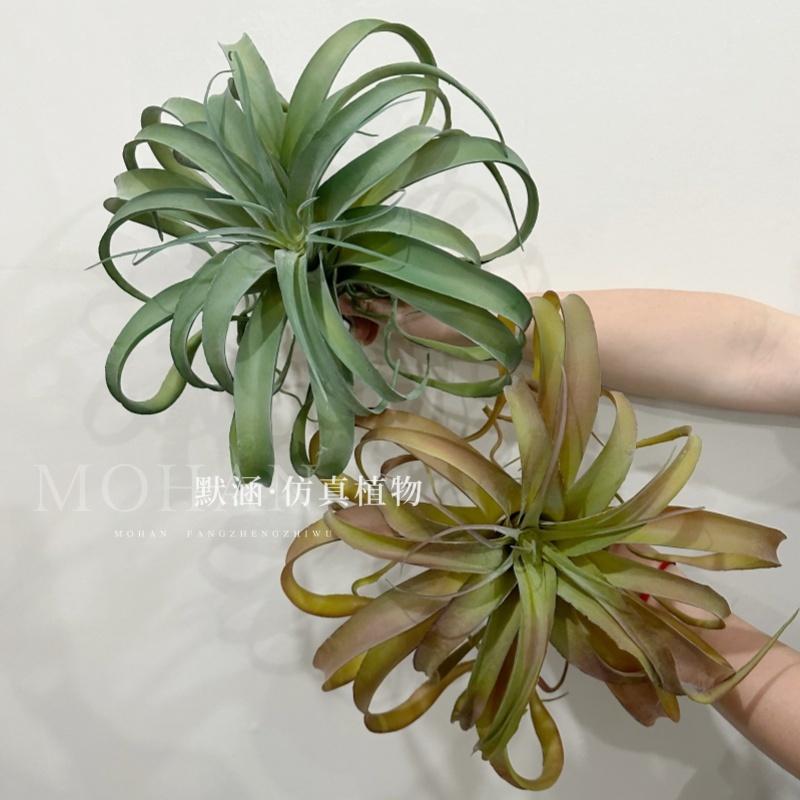 热带沙漠类植物空气凤梨剑麻鹿角