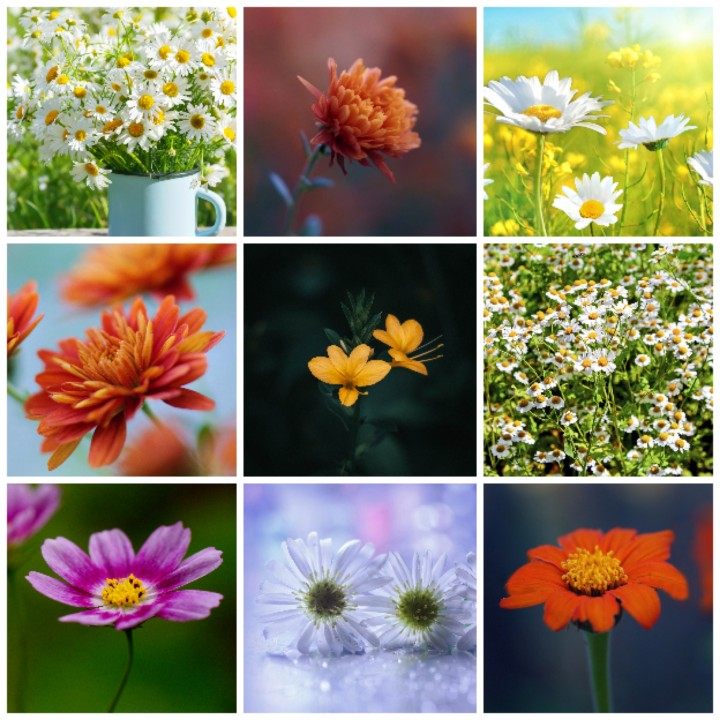 高清唯美小清新花卉小雏菊菊花花朵创意摄影背景海报图片照片素材