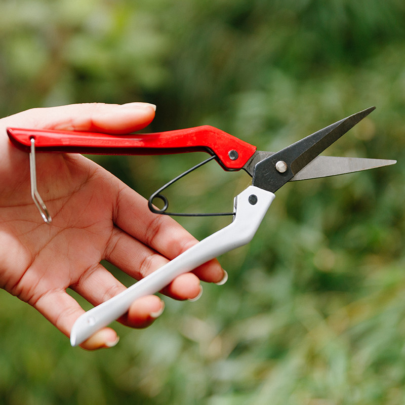 高硬锋利sk5钢果树采摘剪子剪柑橘剪桔子葡萄水果剪果树剪刀桑剪