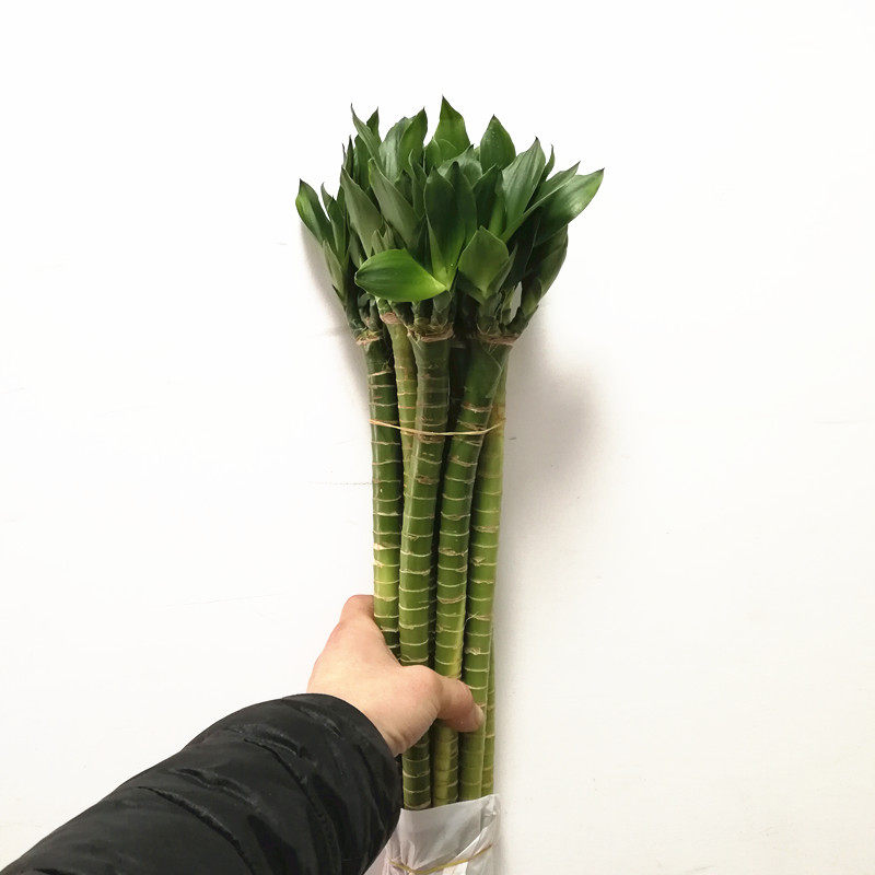 严选水培罗汉竹 龙竹 家居办公室插花 好养懒人小绿植 顺丰速递