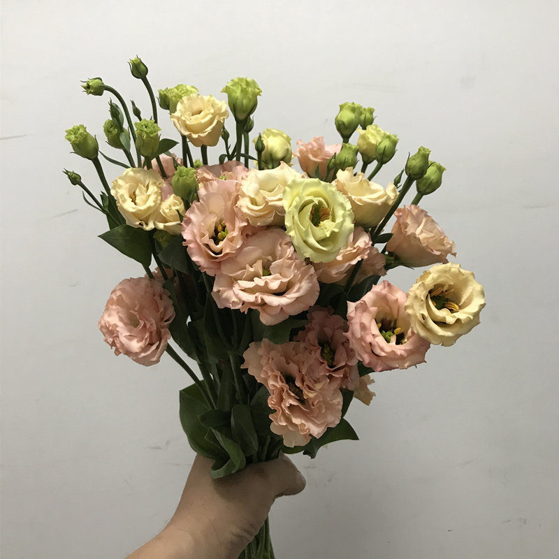 香槟色龙胆洋桔梗鲜切花 生日婚礼花艺母亲节礼物家居办公室瓶花