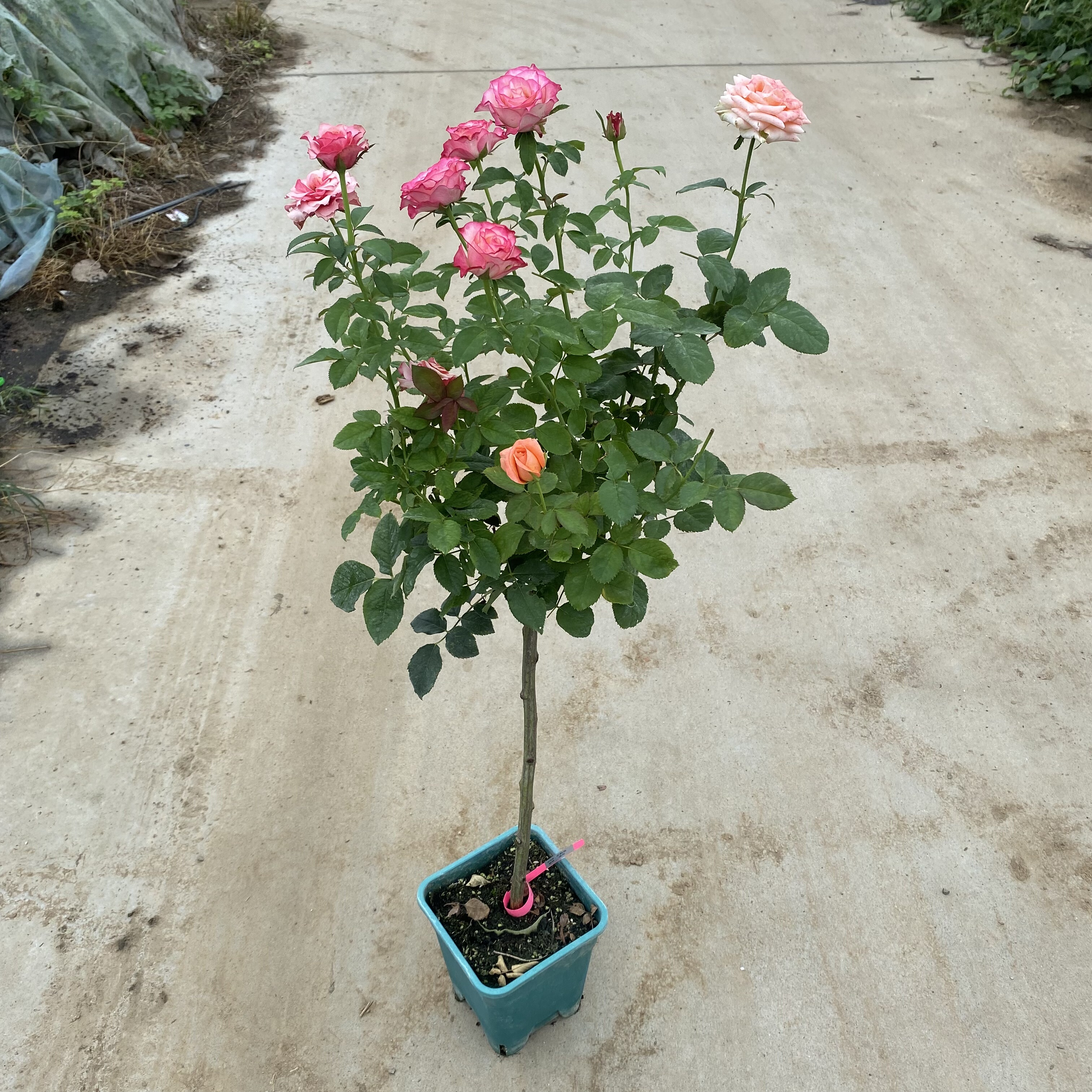 爱园花卉棒棒糖嫁接树桩月季图片