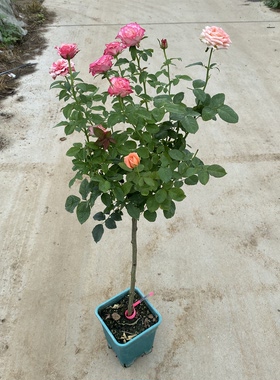 爱园花卉棒棒糖嫁接树桩月季