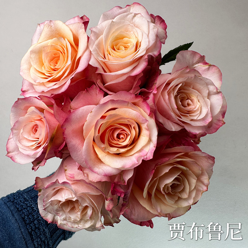 多季节开花大花玫瑰买送肥料