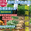 江西赣南脐橙苗嫁接纽荷尔橙子苗卡拉红肉血橙脐橙树苗赣州果树苗