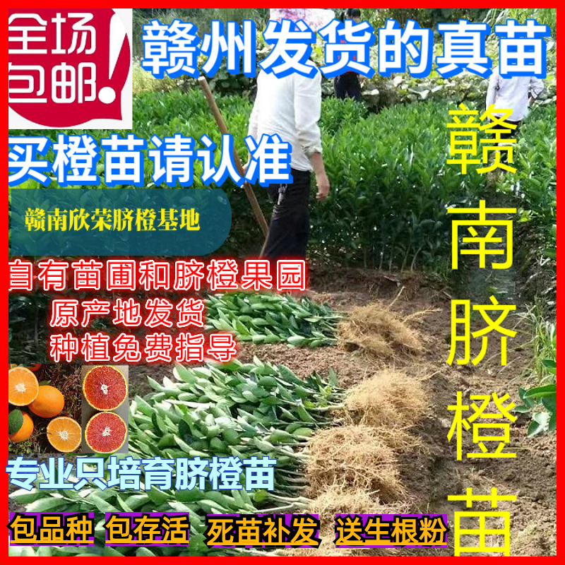 江西赣南脐橙苗嫁接纽荷尔橙子苗卡拉红肉血橙脐橙树苗赣州果树苗 鲜花速递/花卉仿真/绿植园艺 果树 原图主图