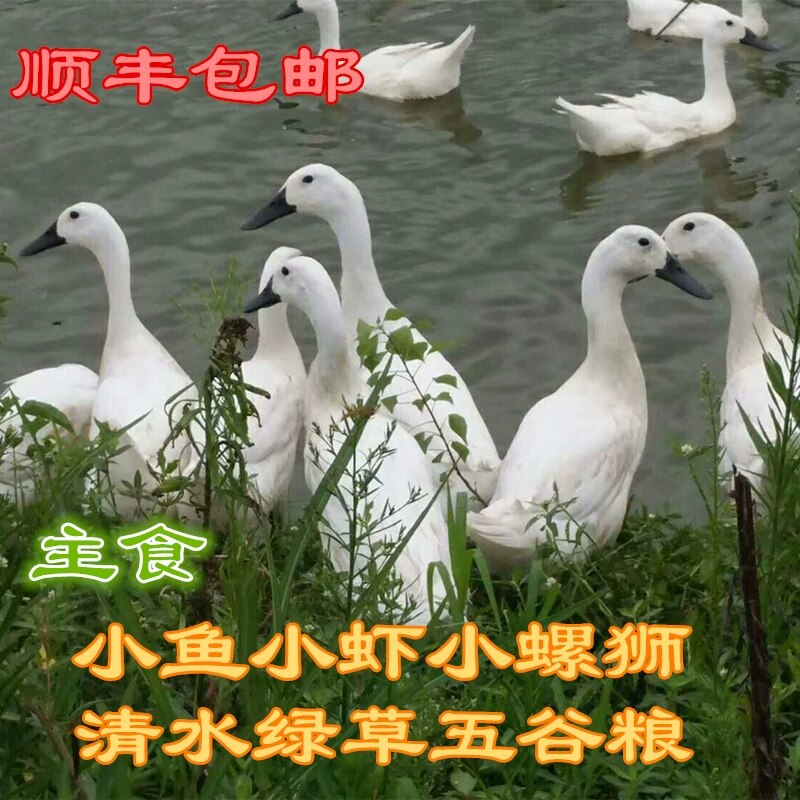 福建连城白鸭农家散养老鸭子土鸭新鲜现杀白鹜鸭整只鸭肉炖汤食补