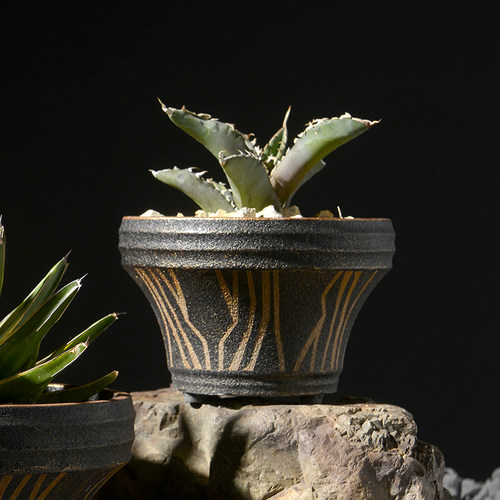 时尚龟甲龙块根植物潮流盆器