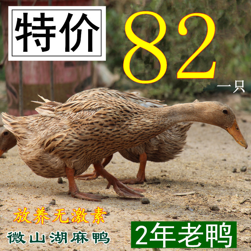 微山湖放养麻鸭2年老鸭土鸭子麻鸭农家散养麻鸭老鸭子另有番鸭 鹅