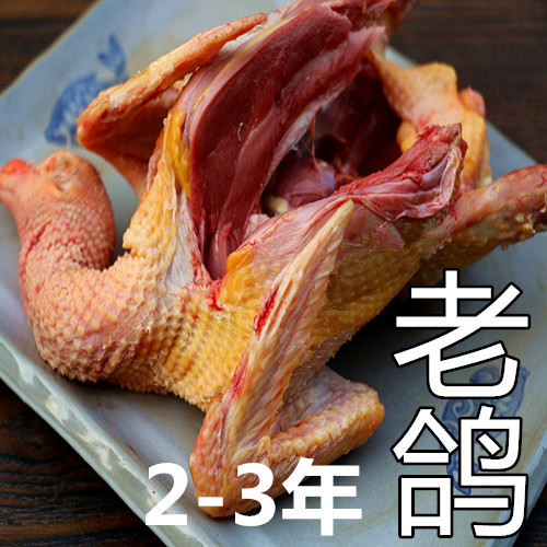 老鸽子土鸽子  放养老鸽子农家散养 现杀  乳鸽 成年鸽 2-3年老鸽
