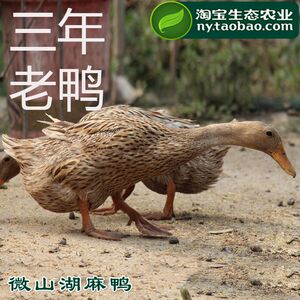 微山湖散养麻鸭 农家散养3年老鸭 土鸭子水鸭 番鸭 老鸭子 老鸭汤