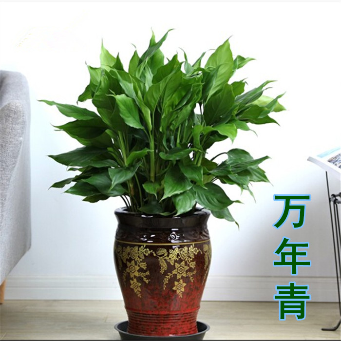 万年青盆栽大型花卉四季常青花盆