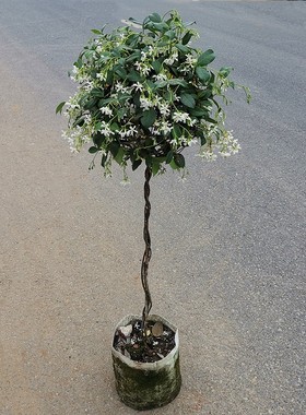 棒棒糖型风车茉莉花苗盆栽银丝茉莉爬藤花卉阳台庭院四季常青植物