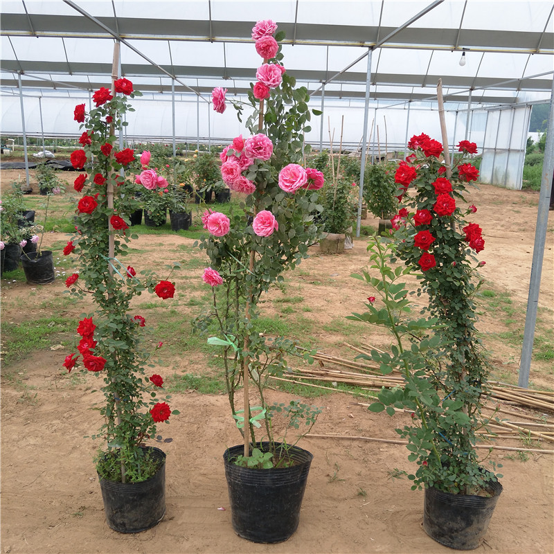 四季庭院攀爬蔷薇花卉盆栽植物
