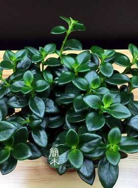 金鱼花盆栽袋鼠小叶吊兰植物室内