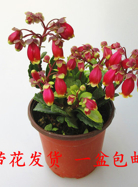 宫灯绿植花卉盆栽室内阳台开花