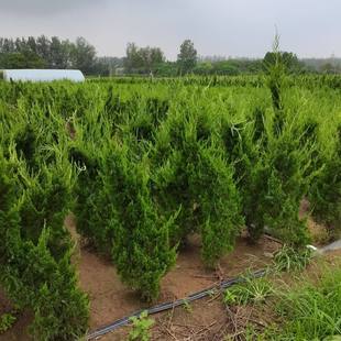 龙柏苗 龙柏小苗 龙柏树苗 小龙柏 龙柏 松柏树苗绿化小苗