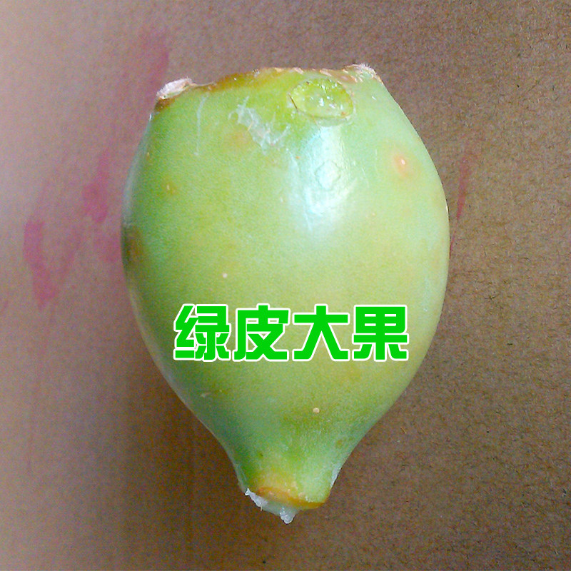 2021绿皮仙人掌果 野生仙人掌果实 新鲜水果 仙人大果1斤精选