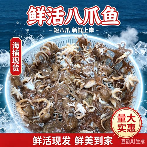 鲜活八爪鱼野生海捕小八爪鱼章鱼