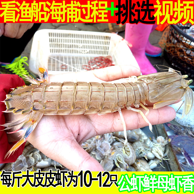 鲜活皮皮虾野生大虾姑虾爬子琵琶虾 虾婆鲜活海虾活虾姑 濑尿虾