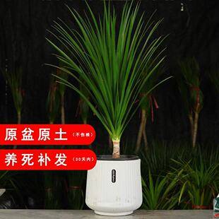 黑珍珠龙血树客厅绿植室内大型盆栽多头造型龙须树办公室老桩盆景